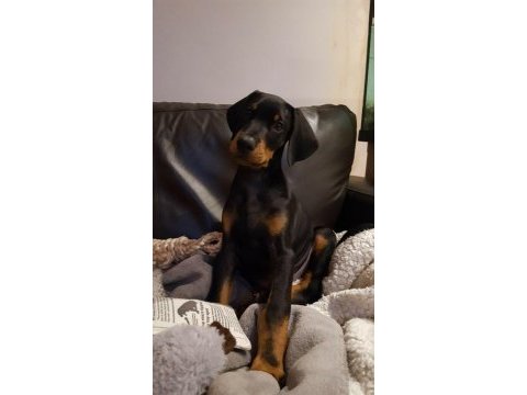 Eğitim ve bakım destekli doberman