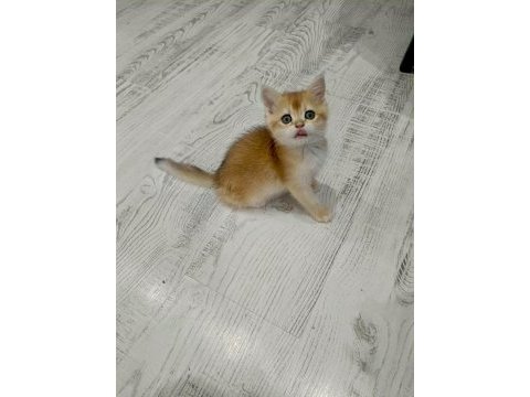 Minicik british shorthair bebişlerim