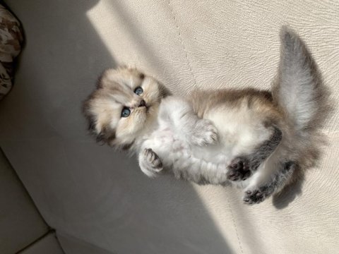 1 aylık scottish fold shorthair 3 erkek yavru