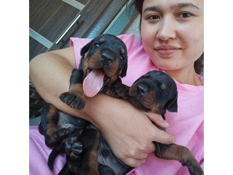 Şecereli doberman yavrularımız