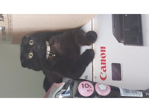 1 yaşında siyah scottish fold