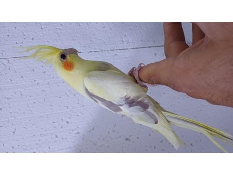 Yavru sultan papağanı ele alışık