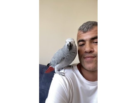 Full evcil jako papağanı