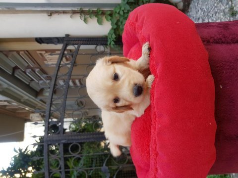 60 günlük orjinal golden retriever yavrular