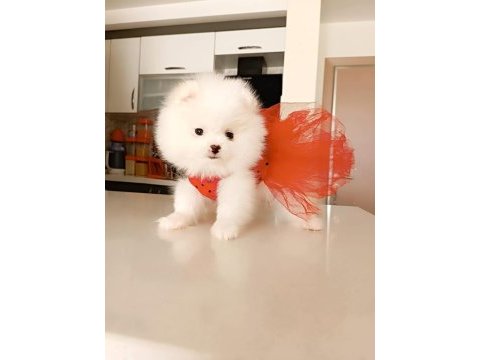 Dişi yavru pomeranian boo sahibini bekliyor