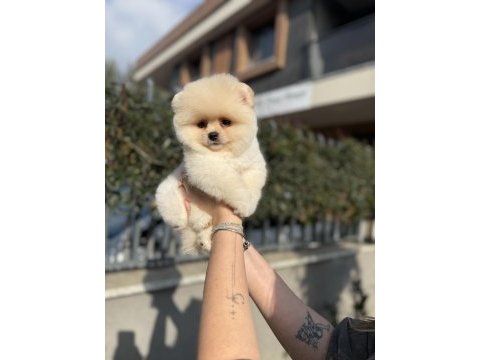 Ayı surat pomeranian boo yavrularımız