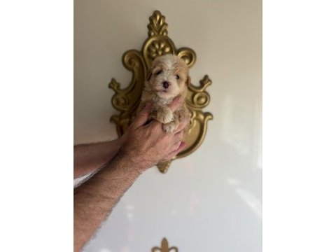 Poodle guzellıkler