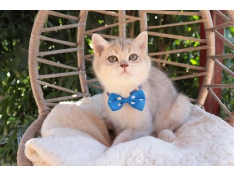 Blue golden british shorthair ayı kafa erkek yavru