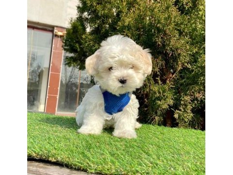 Kaliteli maltese terrier yavrularımız dişi erkek