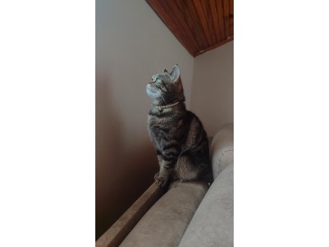Scottish straight golden tabby