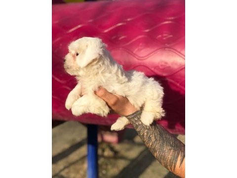 Orjinal minik maltese bebekler