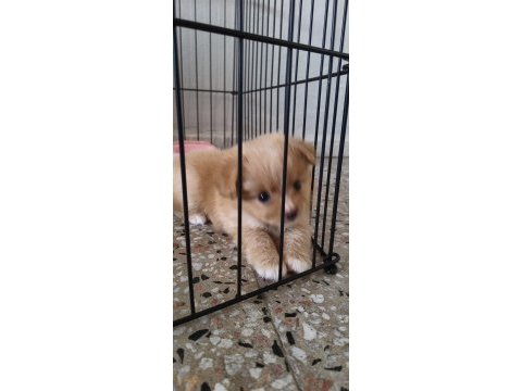 Pomeranian dişi mikro imperium