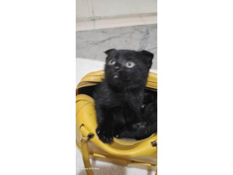2 aylık kedimiz kızımız ve oğlumuz yeni yuvalarını arıyor