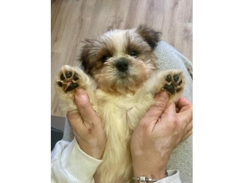 Safkan shih tzu erkek yavru parazit ve aşı yapıldı