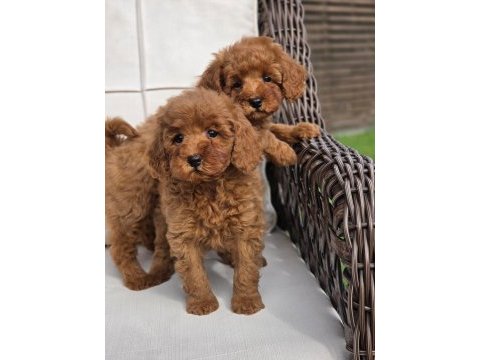 Hipoalerjanik toy poodle bebeklerim