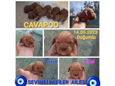 Nadir bulunan cavapoo yavrular