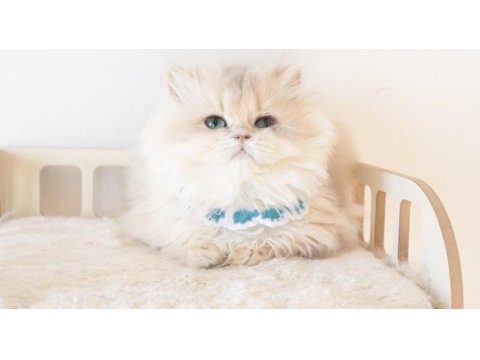 Blue golden longhair safkan erkek yavru