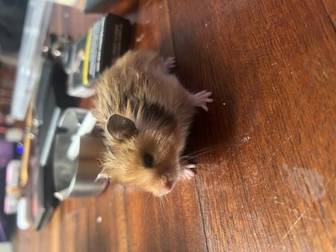 Ev üretimi teddy bear hamster