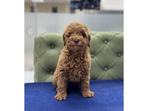 Red erkek aşılı toy poodle yavrumuz