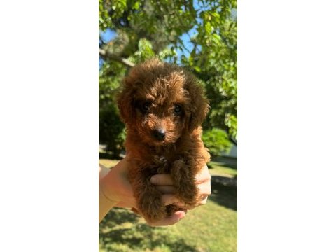 Safkan toy poodle yavrular