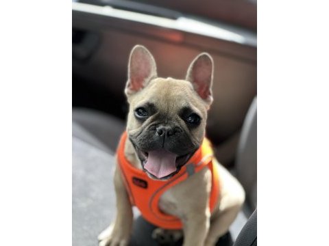 4 aylık dişi 0 numara french bulldog