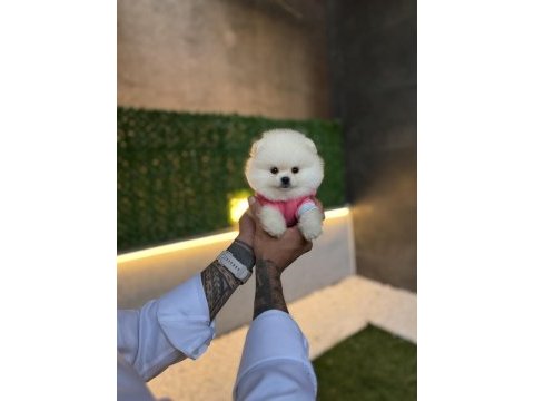 Ziyarete açık pomeranian yavrularımız