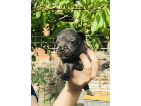 French bulldog yavrularımız rezerveye açılmıştır
