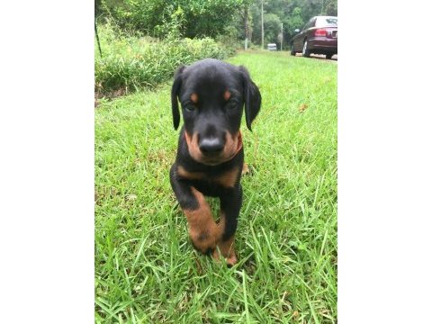 Üst kalite doberman yavrular