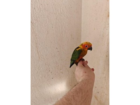 El besleme güneş konur papağanı