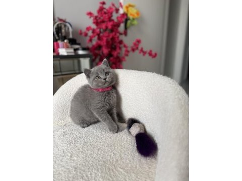 Orjinal british shorthair dişi