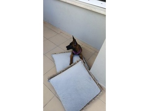 Belçika malinoisi safkan