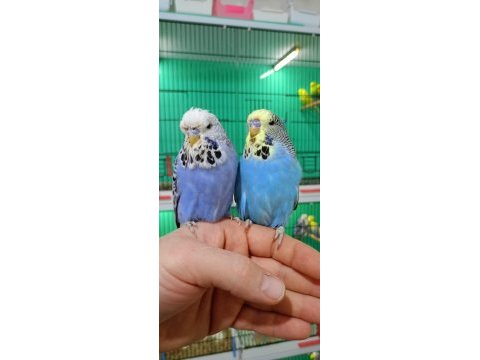 Jumbo muhabbet kuşu yavrular