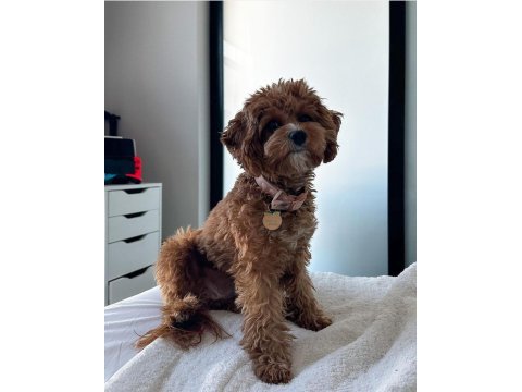 Nadir renk ve anatomide soy şecereli cavapoo