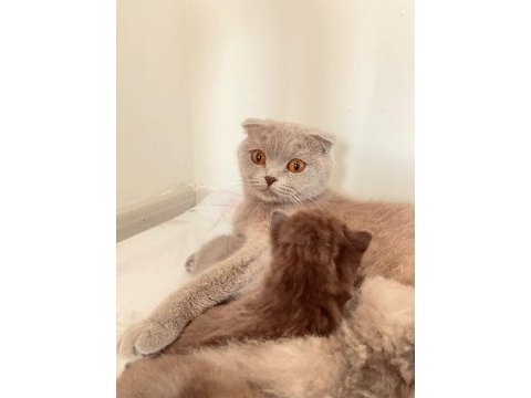 Tüm aşıları mevcut pasaport çip 1 yaşında scottish fold