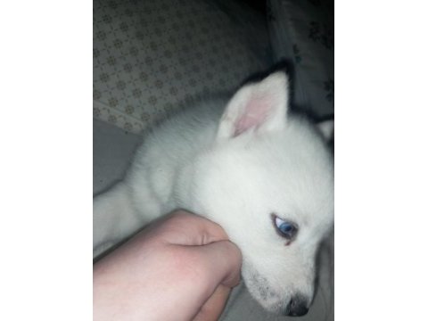 Sibirya kurdu husky 2 aylık köpeğimiz