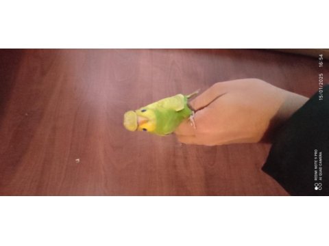 1.5 aylık yavru muhabbet kuşları