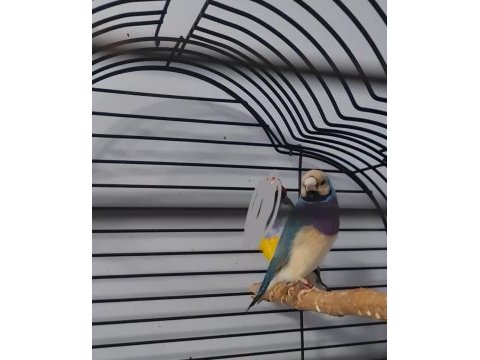 Çift goldian finch (gökkuşağı ispinozu)