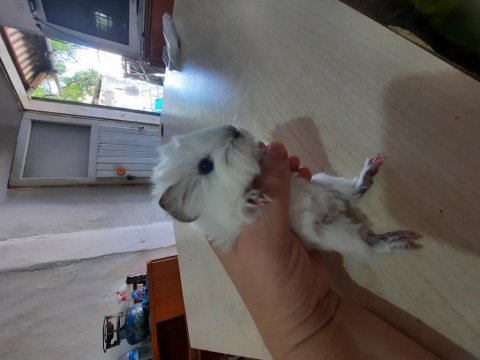 Peruvan ginepig yavrularımız