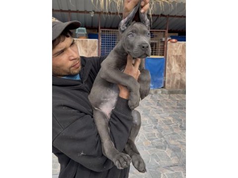 Cane corsa dev yavrular alan koruma 