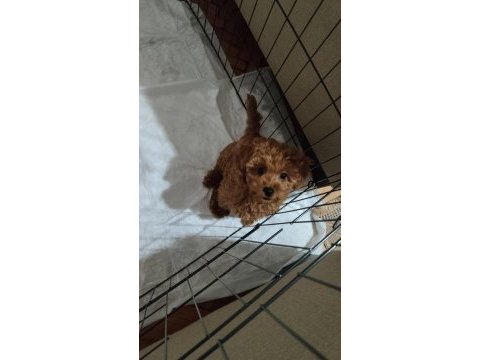 Acil toy poodle
