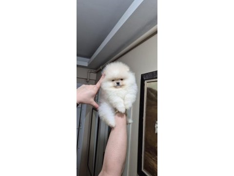 Üst kalite ayıcık yüz pomeranian boo erkek