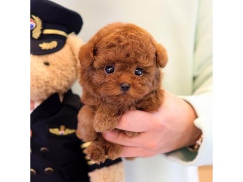Korean toy poodle yavrularım