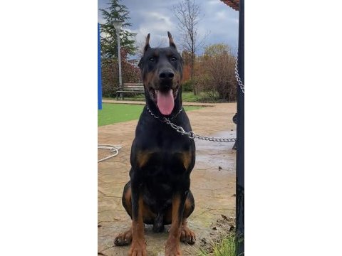 Irkının en irileri hypertype doberman dişi yavrular