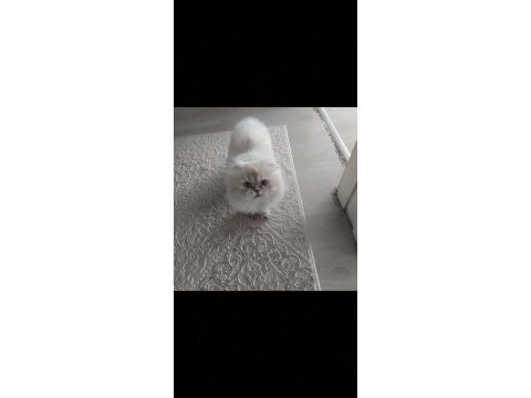 Oğlum yeni yuvasını arıyor scottish fold