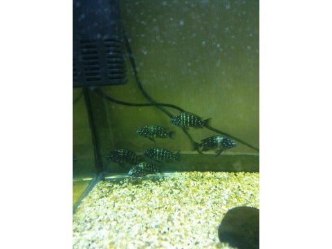 Tropheus duboisi masva
