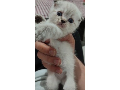 Yavru scottish fold kediler