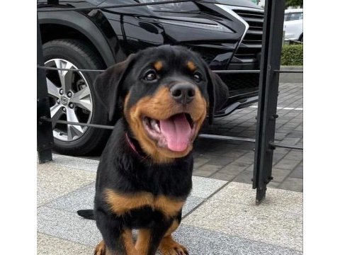 A şecereli anne babanın kaliteli rottweiler bebekleri
