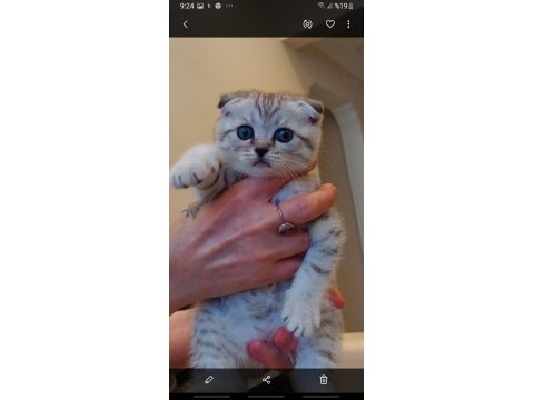 Yavru kedi sahiplendirme scottish fold