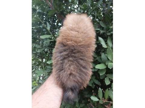 Minik tatlı pomeranian bebek