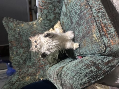 Şecereli golden dişi yavru british longhair